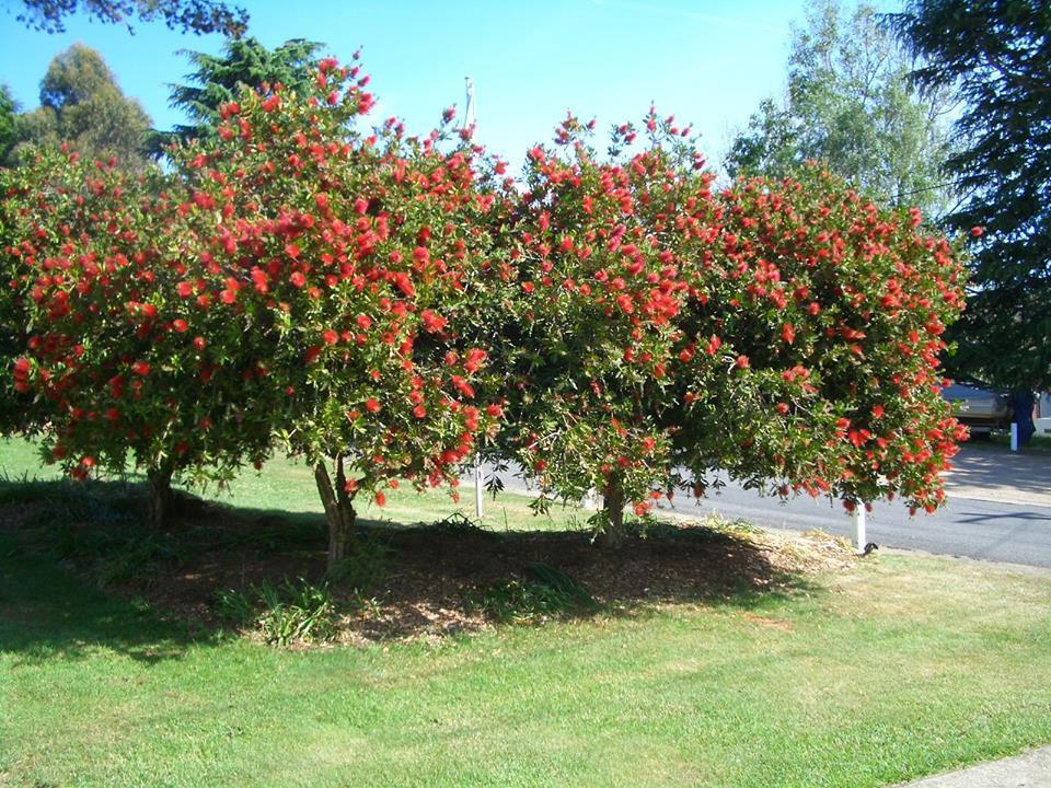 Rainbow Pines Tourist Caravan Park Adaminaby Exteriör bild